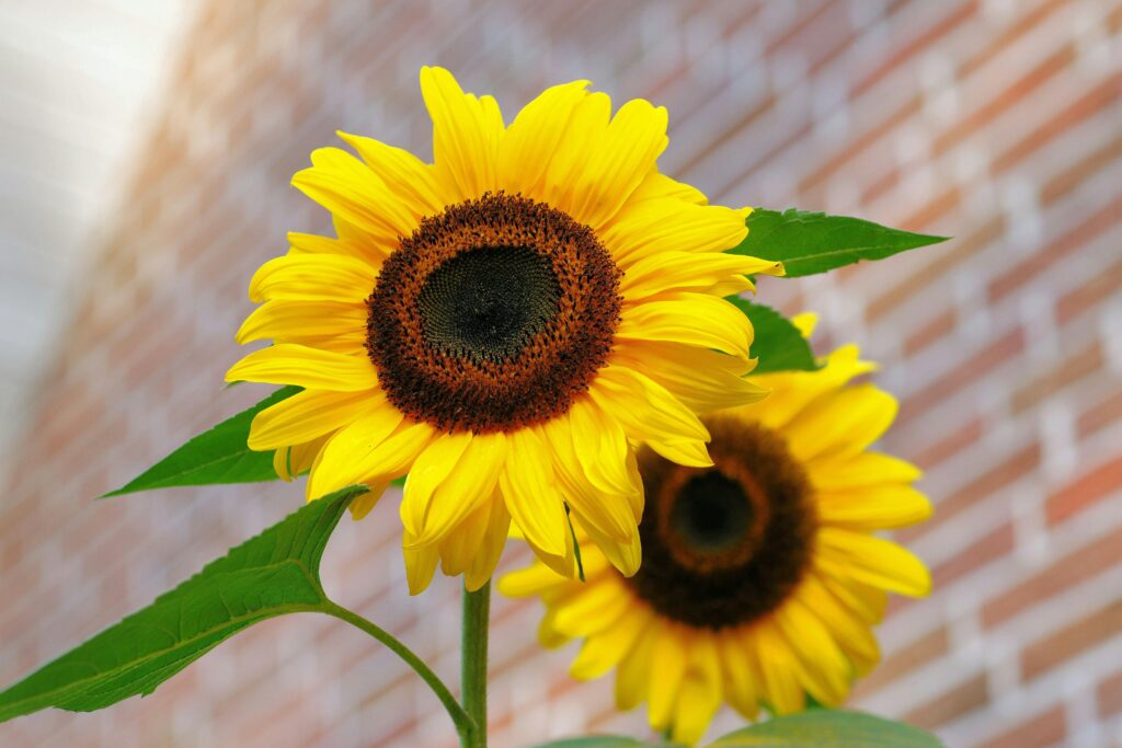 Two bright yellow sunflowers